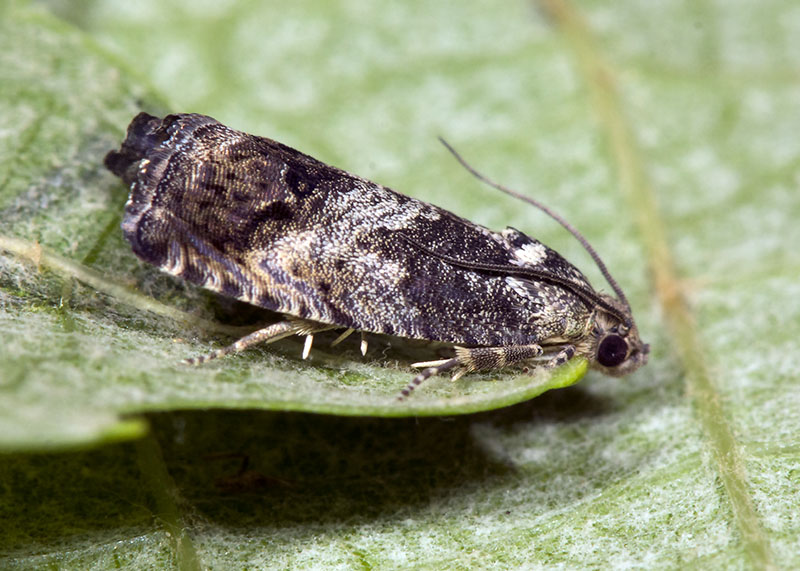 Tortricidae - Cydia splendana